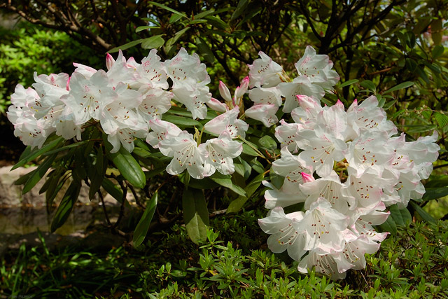 Hasedera_Rhododendron_0721
