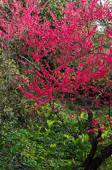 Kamakura_Kobai_Plum_1028