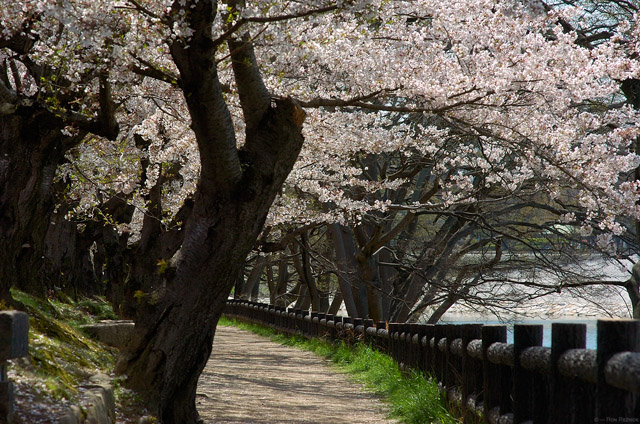 Korakuen_AsahiR_pathway_0395