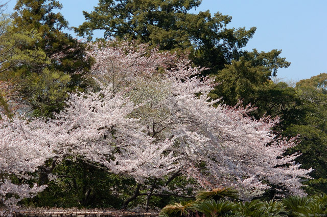 Korakuen_Sakura_0363