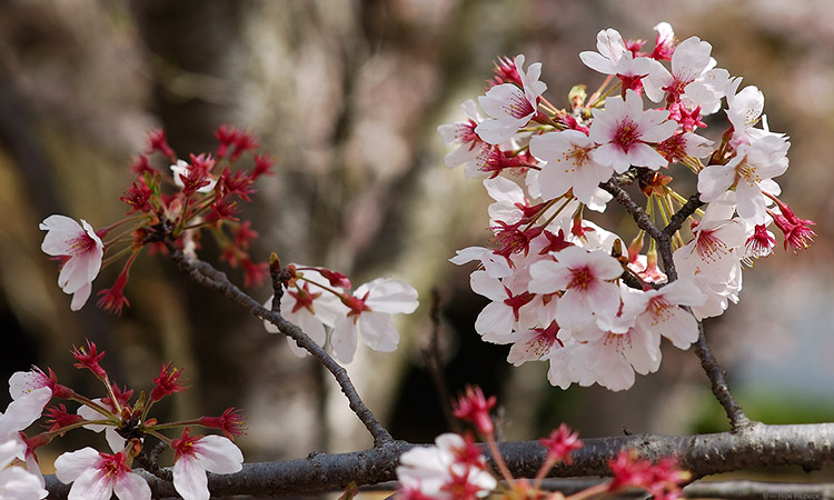 Korakuen_Sakura_0365