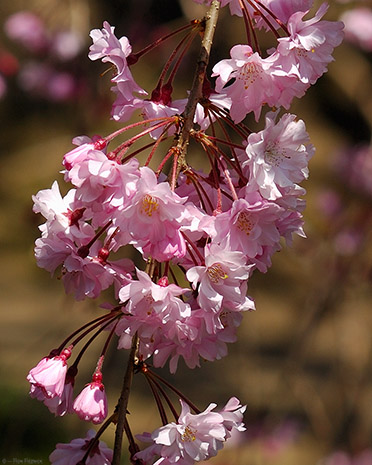 Korakuen_Sakura_0385