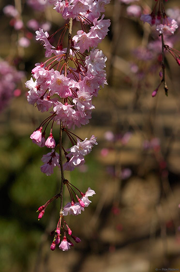 Korakuen_Sakura_0386