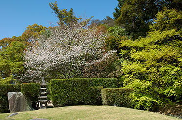 Korakuen_Sakura_Stupa_0383