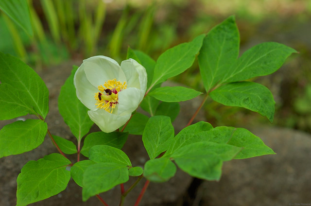 MountainPeony_0729