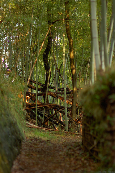 Satsukiyama-Koen_BambooPath_0270