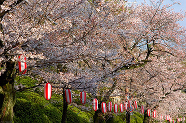 SatsukiyamaKoen_Sakura_0238