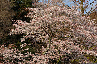 SatsukiyamaKoen_Sakura_0242