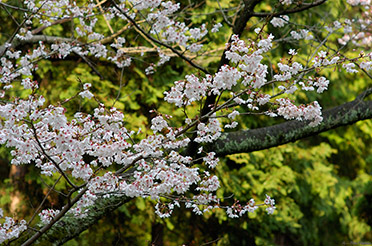 SatsukiyamaKoen_Sakura_0260