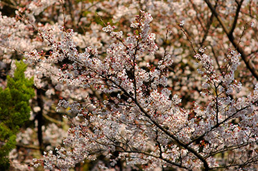 SatsukiyamaKoen_Sakura_0264