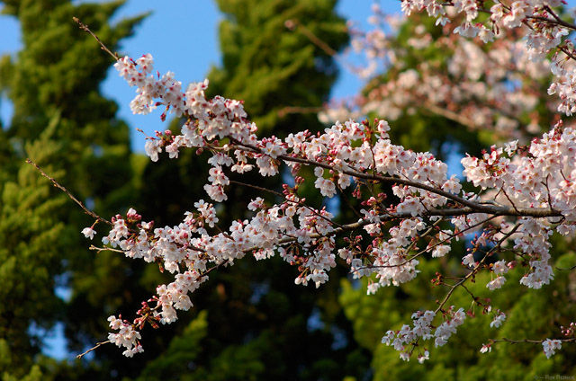 SatsukiyamaKoen_Sakura_0265