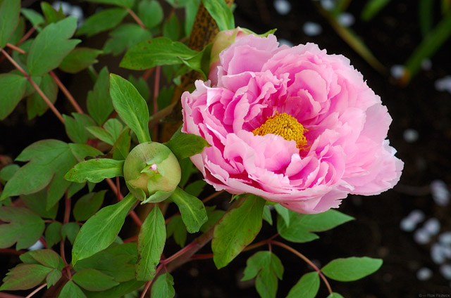 TsurugaokaHachimangu_Peony_0662