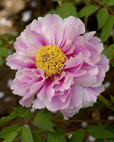 TsurugaokaHachimangu_Peony_0667