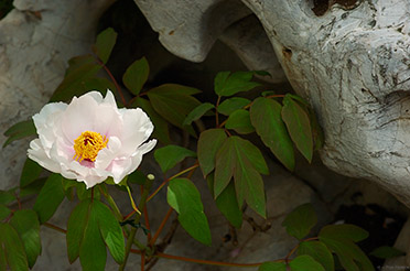 TsurugaokaHachimangu_peony_0657