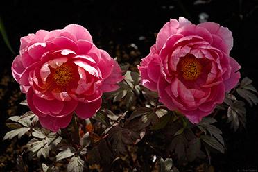 TsurugaokaHachimangu_peony_0663