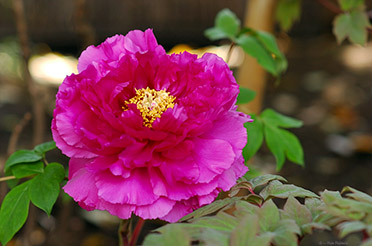 TsurugaokaHachimangu_peony_0670