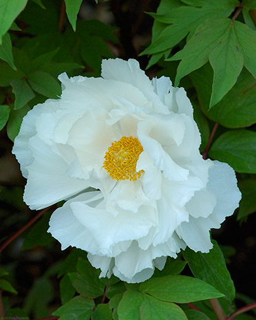 TsurugaokaHachimangu_peony_0673