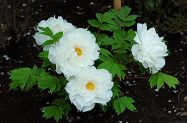 TsurugaokaHachimangu_peony_0682