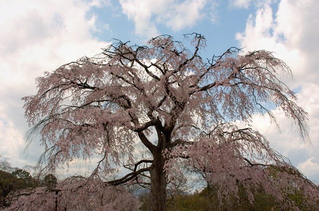 MaruyamaPark_Sakura_9619