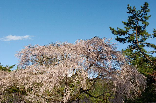 Kyoto_Sakura_9699