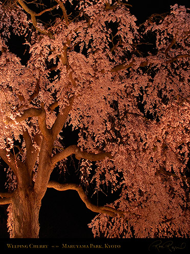 MaruyamaPark_WeepingCherry_9440