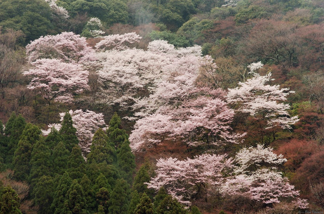 MinoMtn_Sakura_0230