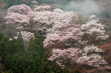 MinoMtn_Sakura_0234
