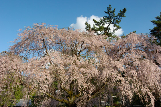 Nanzenji_Sakura_9698