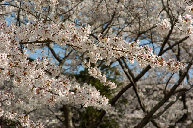 PhilosophersPath_Sakura_9673