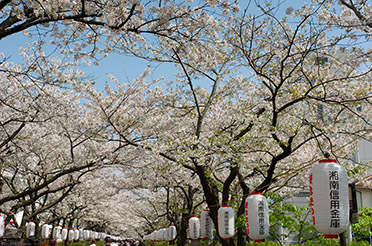 TsurugaokaHachimangu_Dankazura_0624