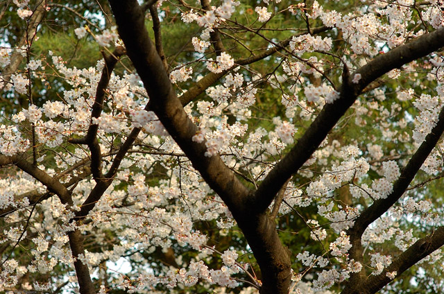 UenoPark_Sakura_7592