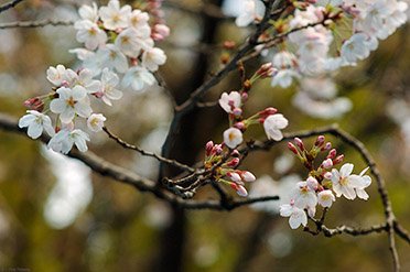 UenoPark_Sakura_7596