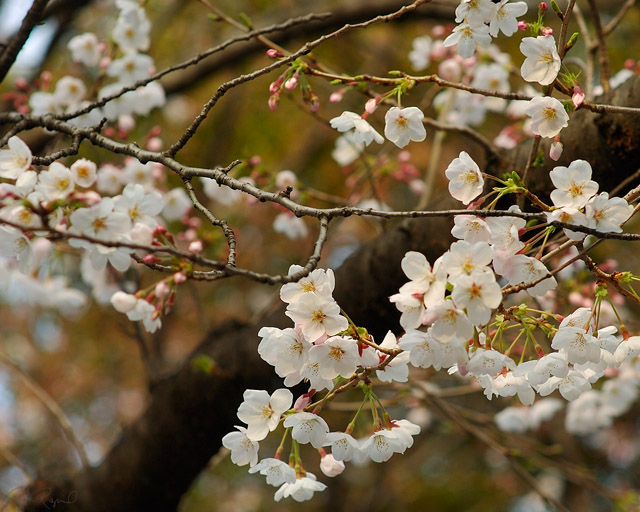 UenoPark_Sakura_7599
