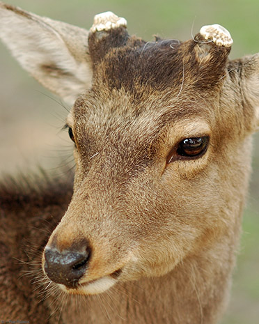 NaraPark_Deer_9797