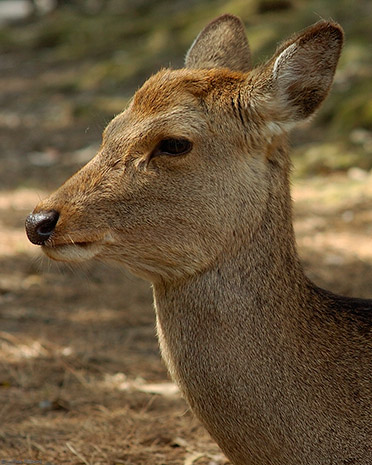 NaraPark_Deer_9911