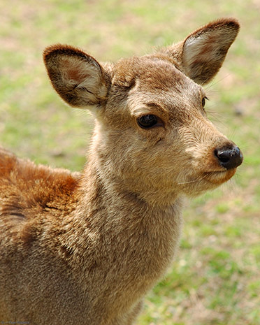 NaraPark_Fawn_9803