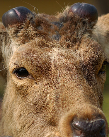 NaraPark_SikaDeer_ClosePortrait_9770