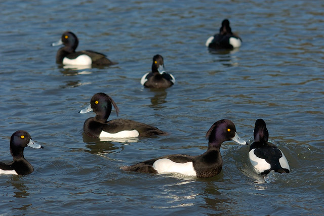 Sankeien_TuftedDucks_7910