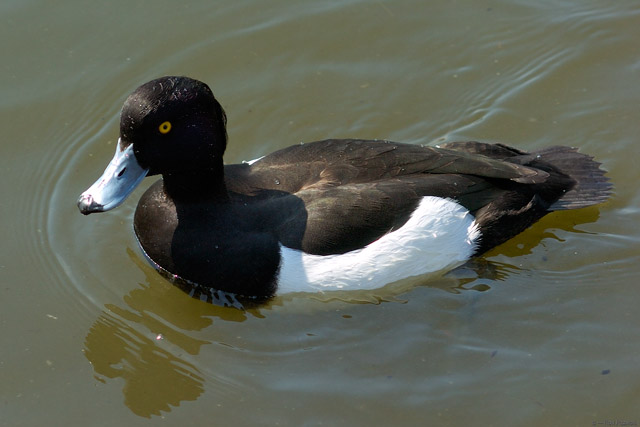 UenoPark_TuftedDuck_7437