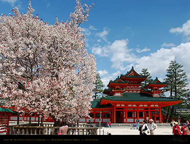 HeianShrine_BlueDragon_Sakura_9635