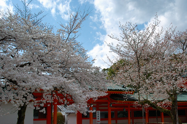 HeianShrine_Sakura_9643