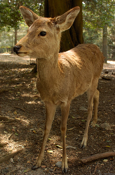 KasugaShrine_DeerCloseup_9907