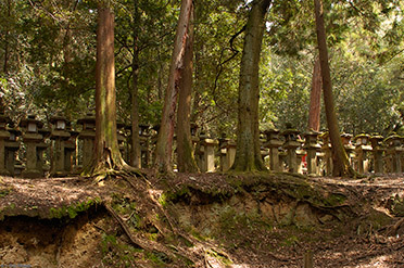 KasugaShrine_LanternForest_9899