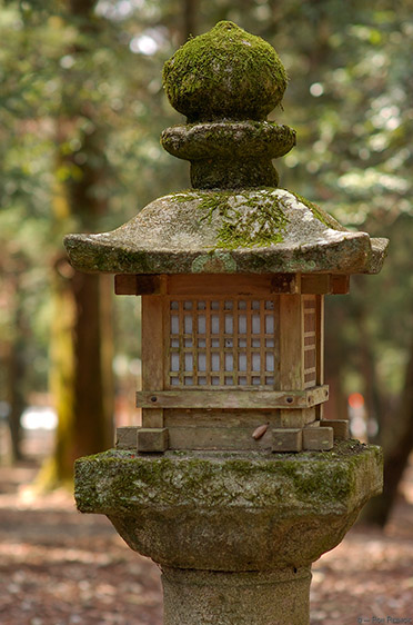 KasugaShrine_Lantern_9877