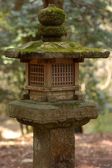 KasugaShrine_Lantern_9879