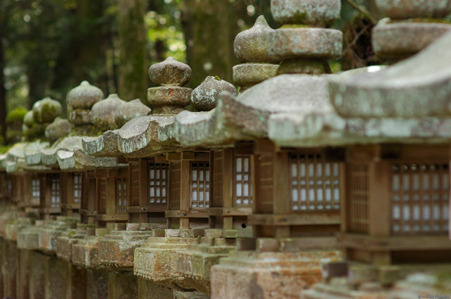 KasugaShrine_Lanterns_9896