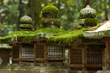 KasugaShrine_Lanterns_9897