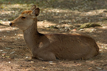 NaraPark_Deer_9910