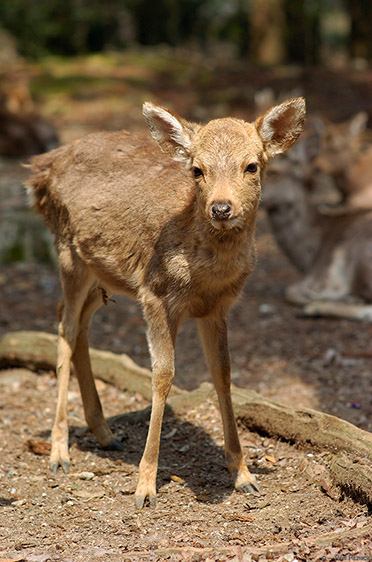 NaraPark_Fawn_9880