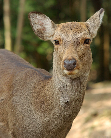 NaraPark_SikaDeer_Portrait_9882